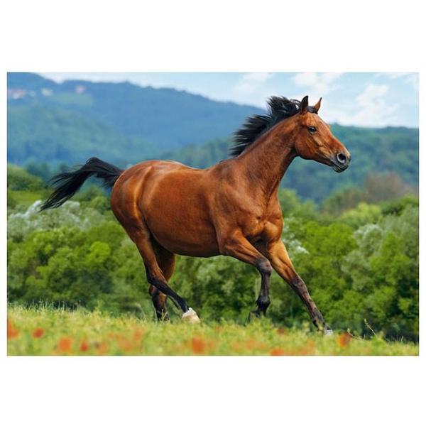 Пазл Castorland Reddish-Brown Horse (C-102396), 1000 дет.