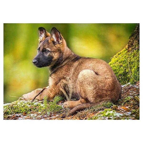 Пазл Castorland Puppy in the Forest (B-13258), 120 дет.