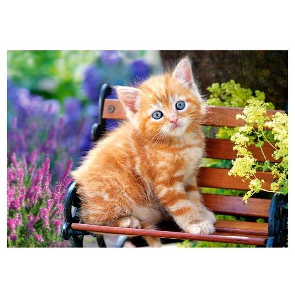 Пазл Castorland Ginger Kitten (B-52240), 500 дет.